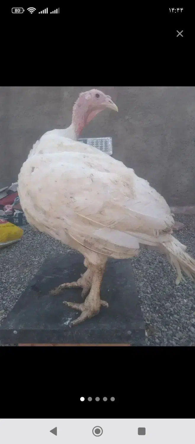 بوقلمون گوشتی|حیوانات مزرعه|سبزوار, فیاض|دیوار