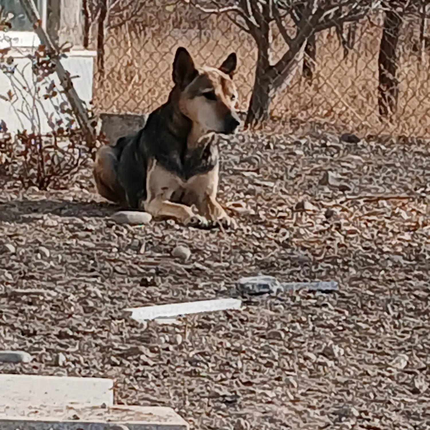 سگ گرگی وتوله|سگ|سراب, |دیوار