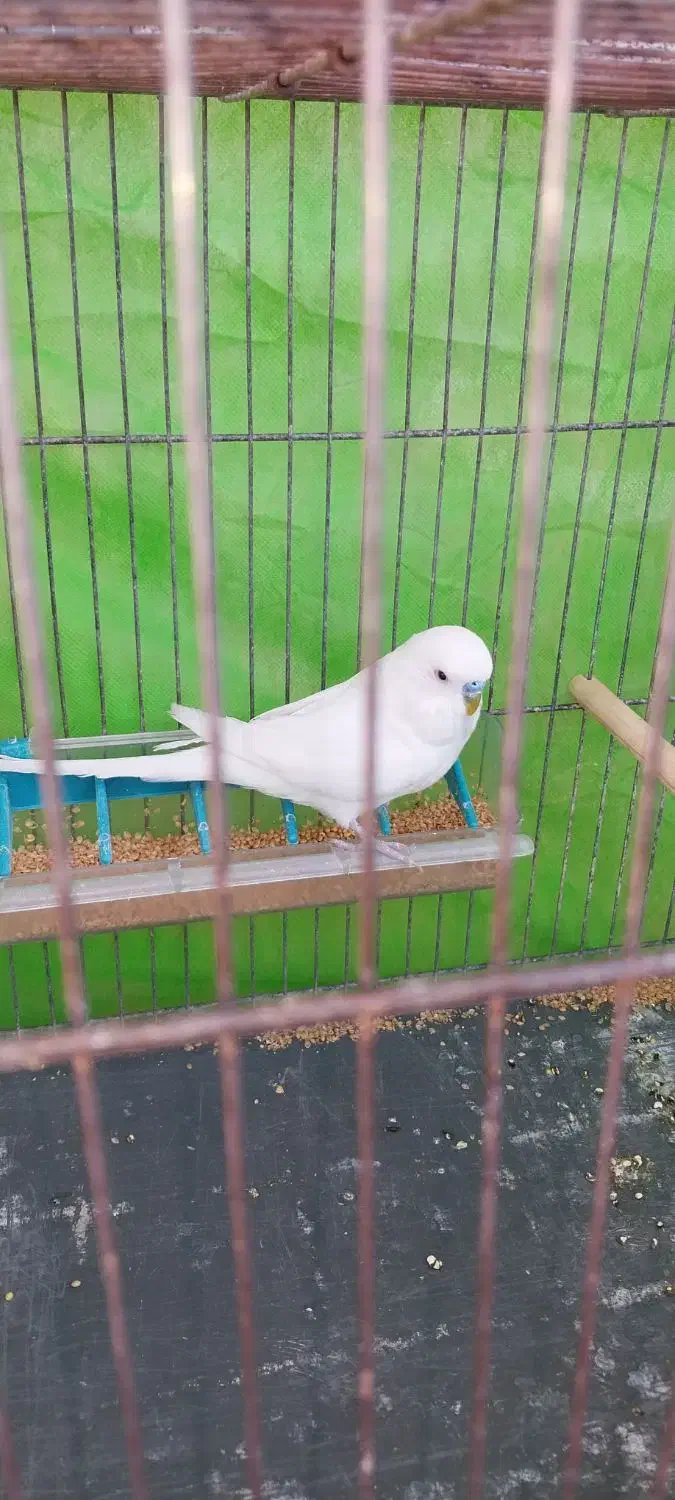 مرغ عشق انگلیسی|پرنده|سوسنگرد, |دیوار