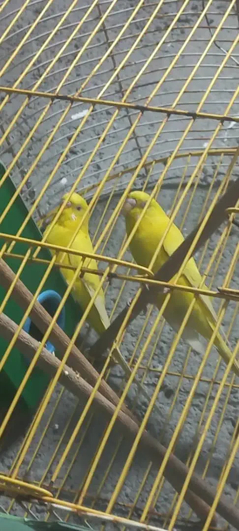 مرغ عشق|پرنده|شادگان, |دیوار