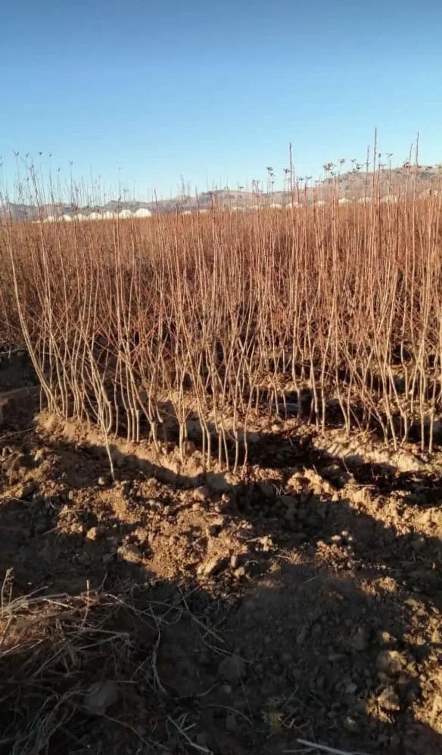 فروش انواع نهال اصلاح شده بادام پیوندی وگردو|خدمات باغبانی و درختکاری|زاینده رود, |دیوار