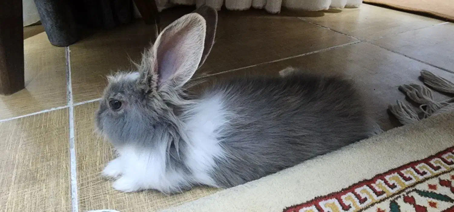 خرگوش رایگان|موش و خرگوش|فولادشهر, C3|دیوار