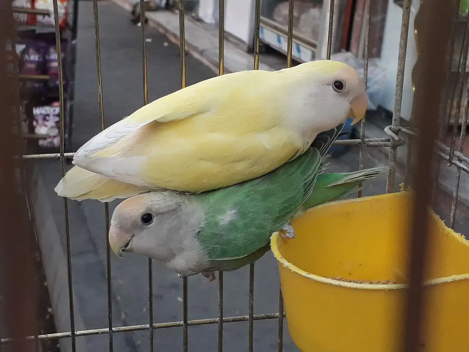 طوطی برزیلی کوتله|پرنده|ری, شهادت|دیوار