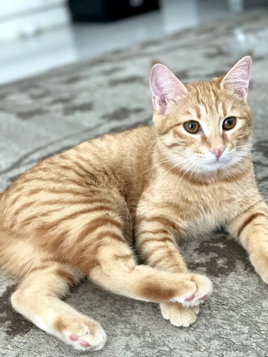 واگذاری|گربه|بومهن, |دیوار