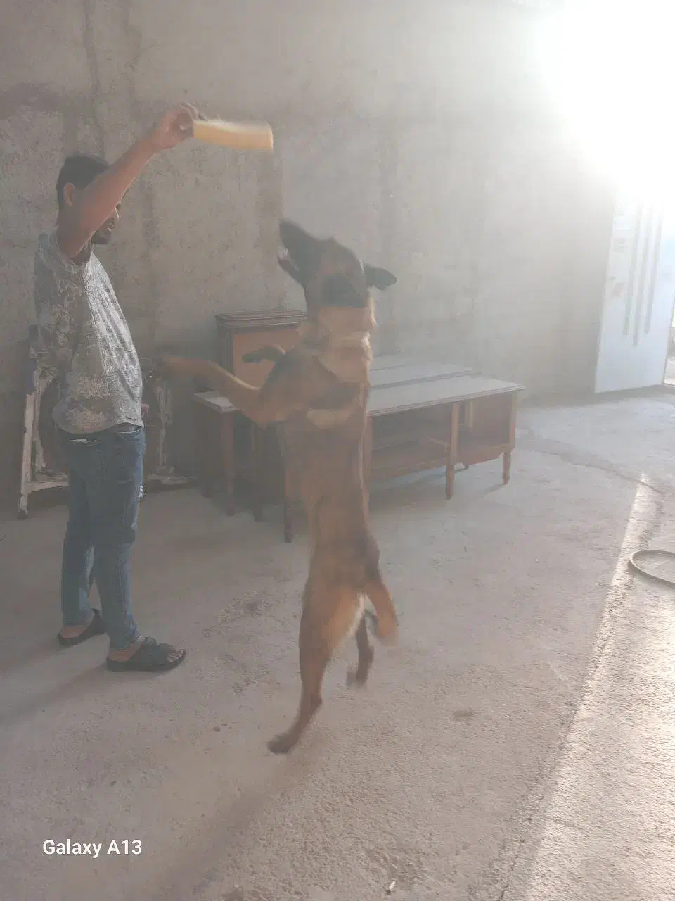 سگ نر|سگ|پاکدشت, پاکدشت (مامازند)|دیوار