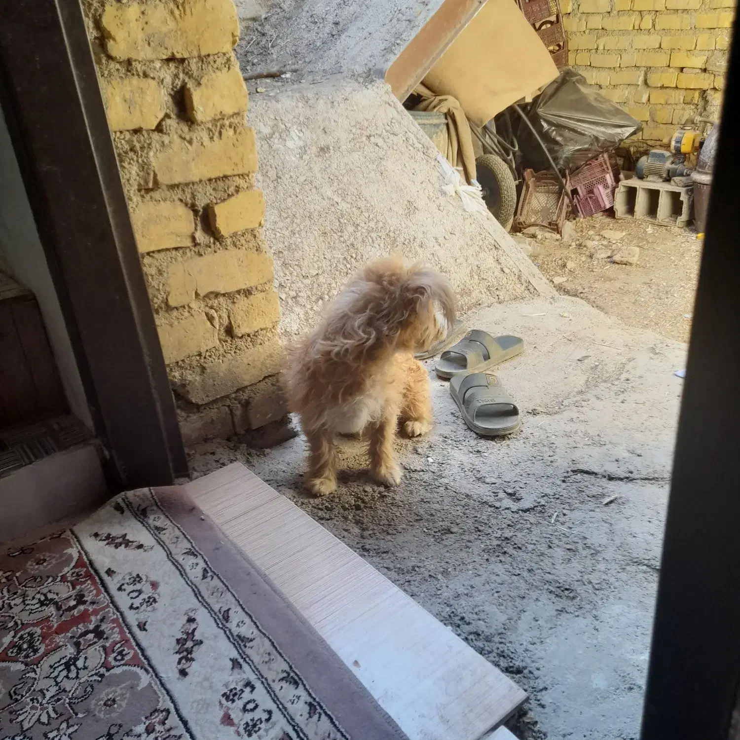 سگ پامر|سگ|فیروزآباد (فارس), |دیوار