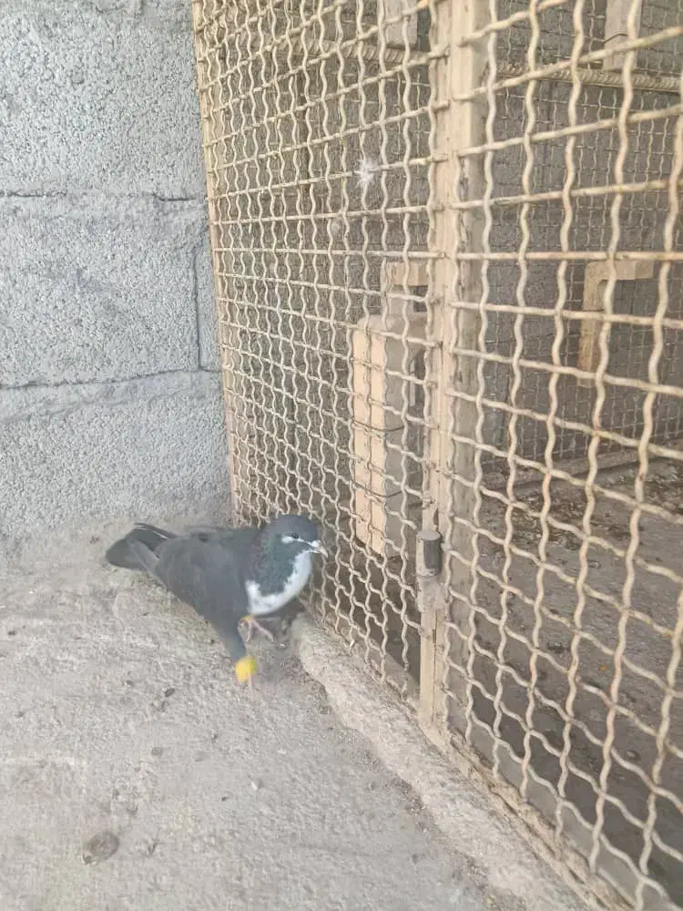 کبوترتاختی|پرنده|ایرانشهر, |دیوار