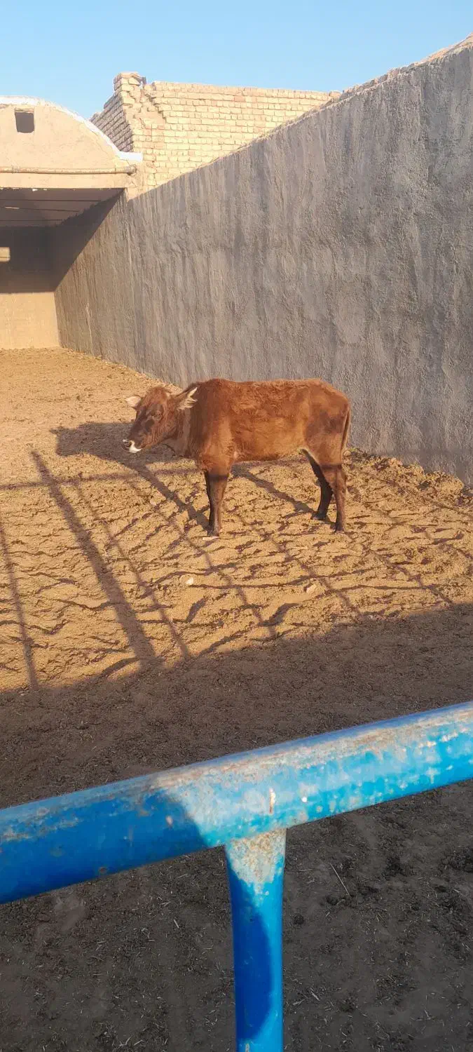 گاو و گوساله محلی. فوری. مناسب|حیوانات مزرعه|قم, بقیع|دیوار