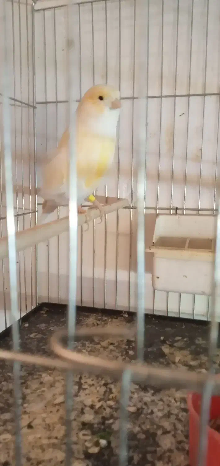 قناری|پرنده|سراب, |دیوار