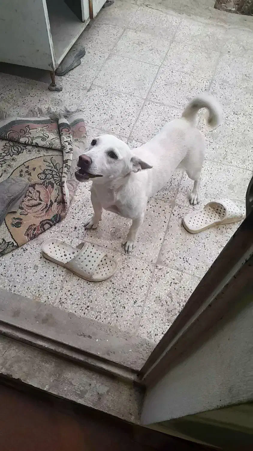 سگ پاکوتاه اشپیتز اصیل|سگ|ری, عباس‌آباد|دیوار