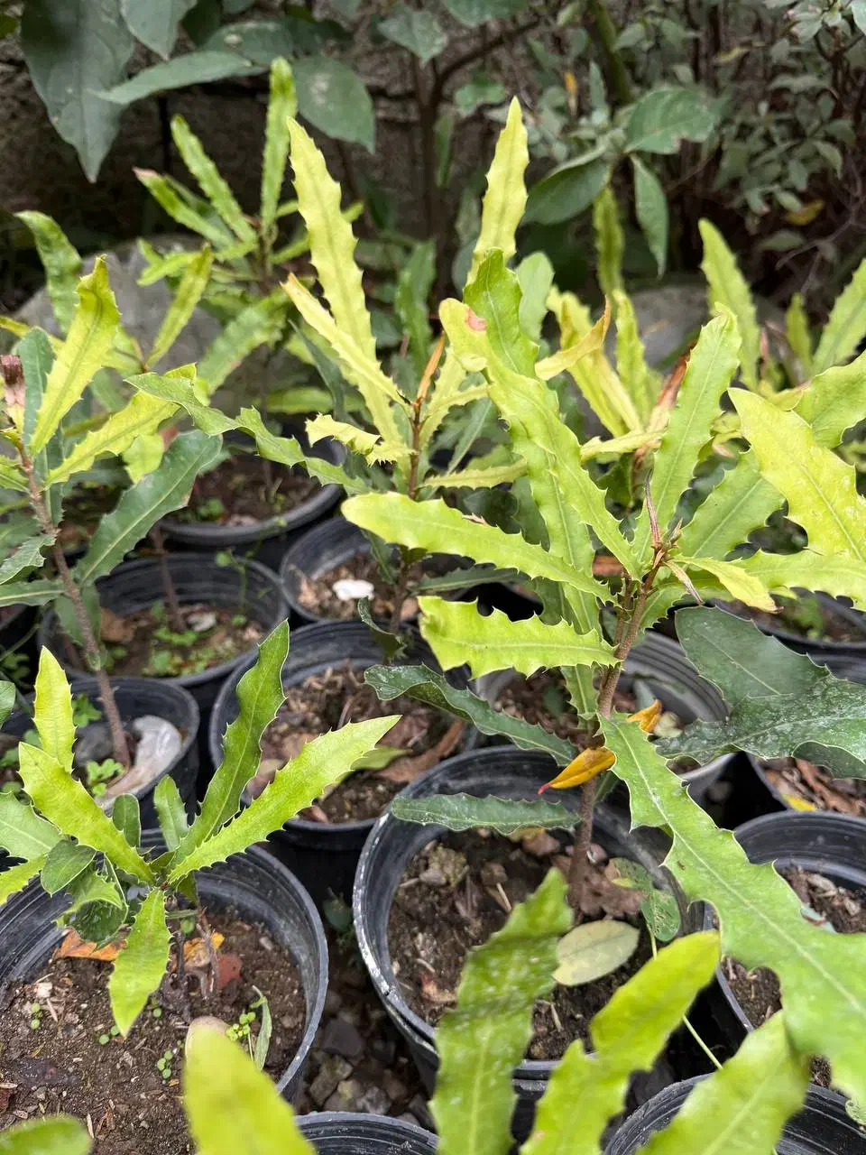 نهال فندق استرالیایی ماکادمیا|گل و گیاه طبیعی|رامسر, |دیوار