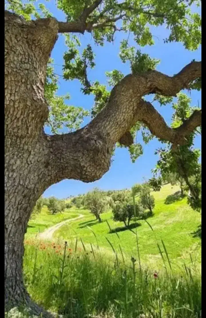 طبیعت|تور و چارتر|ارومیه, |دیوار