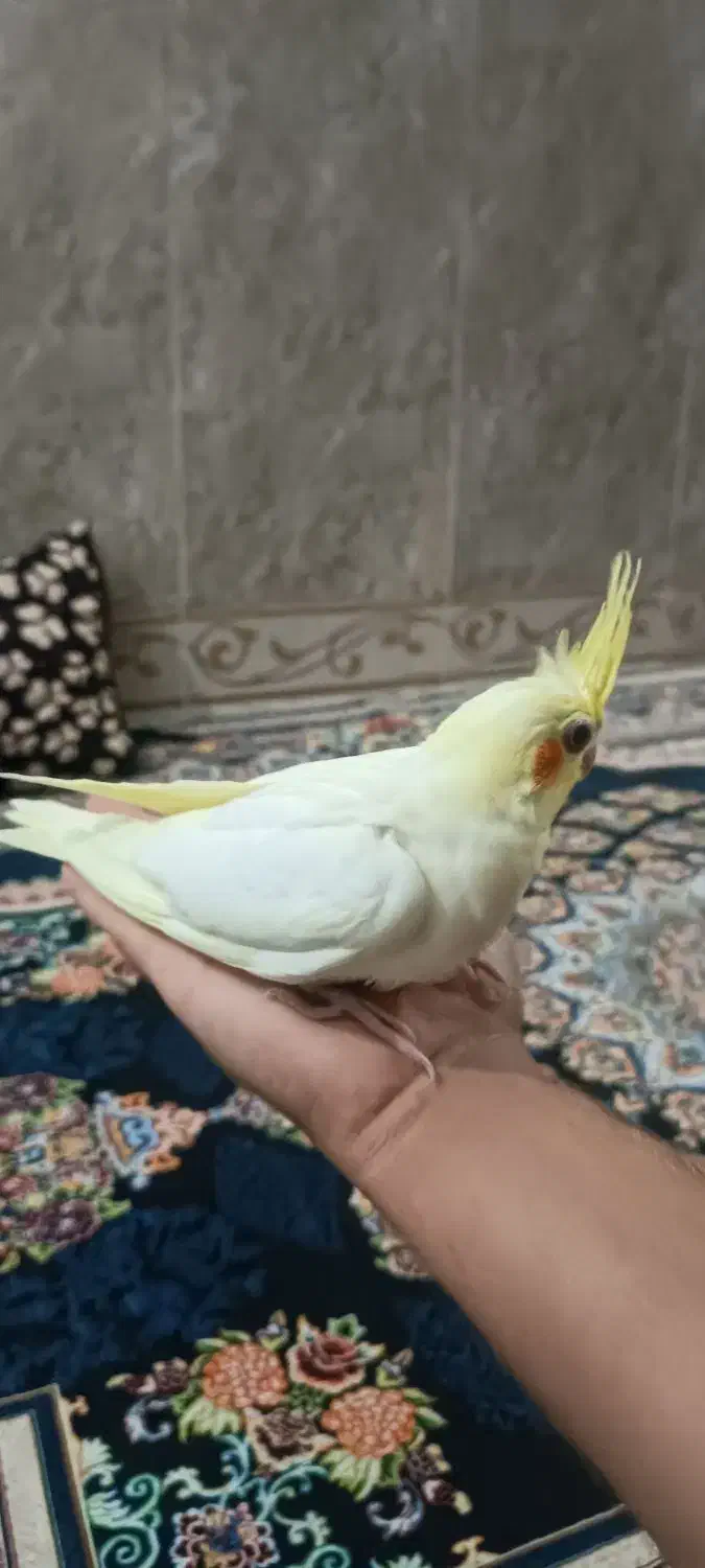 جوجه ی عروس هلندی ۴۰روزه|پرنده|بندر دیر, |دیوار