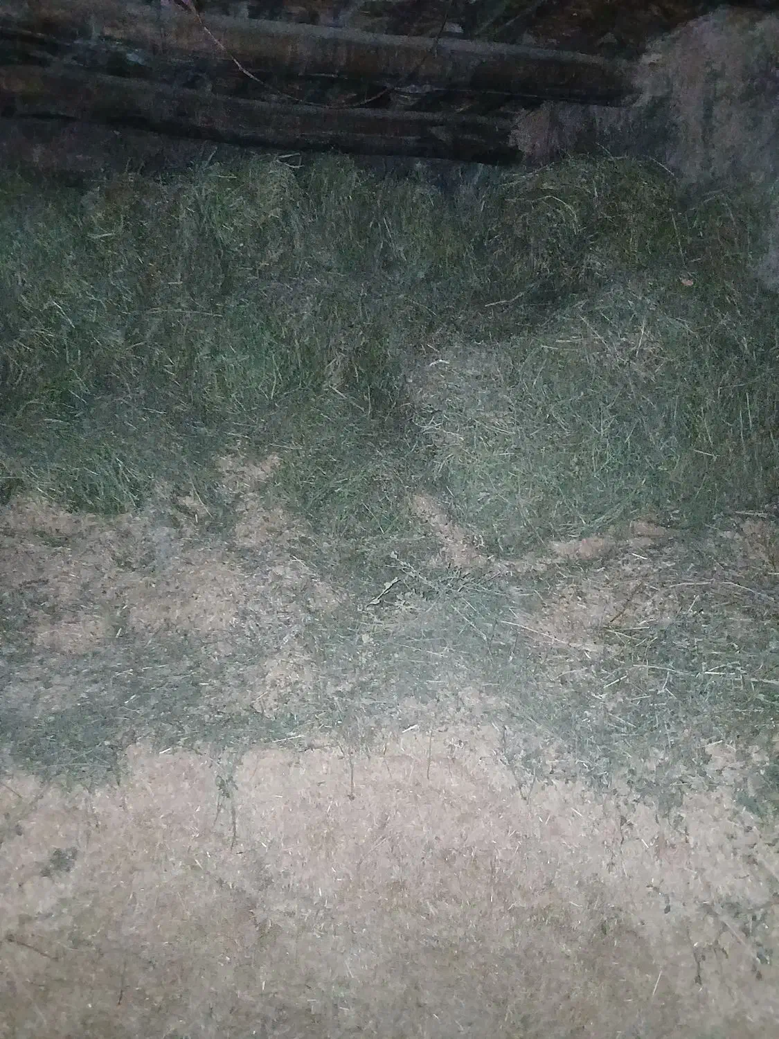 کاه و یونجه|لوازم جانبی حیوانات|ضیاء آباد, |دیوار