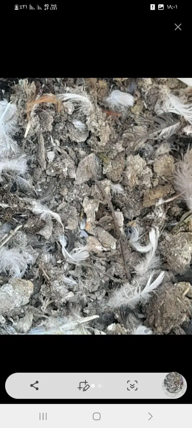 کود کبوتر|خدمات باغبانی و درختکاری|ملکان, |دیوار