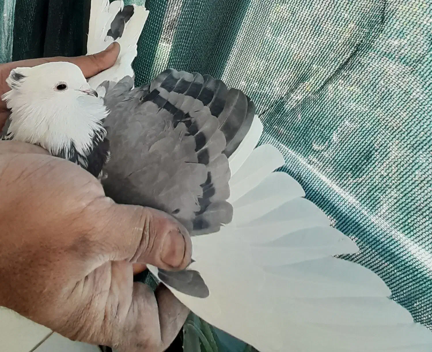 کبوتر پرشی|پرنده|ابریشم, |دیوار