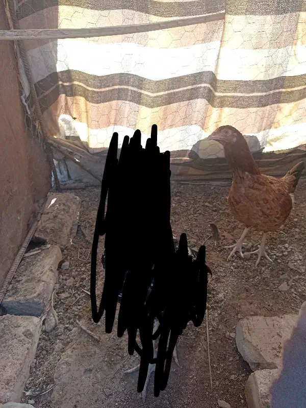 مرغ|حیوانات مزرعه|سراوان, |دیوار