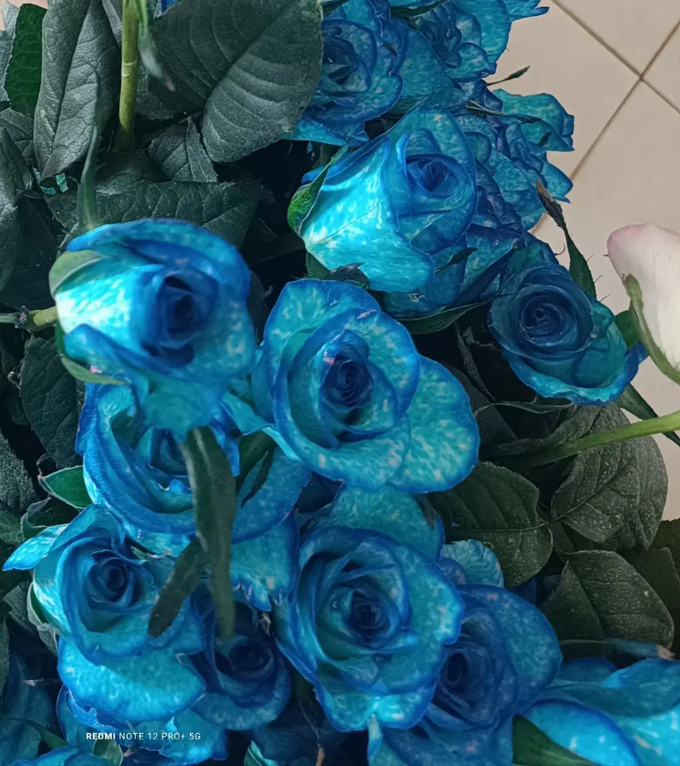 گل رز|گل و گیاه طبیعی|بیرجند, |دیوار