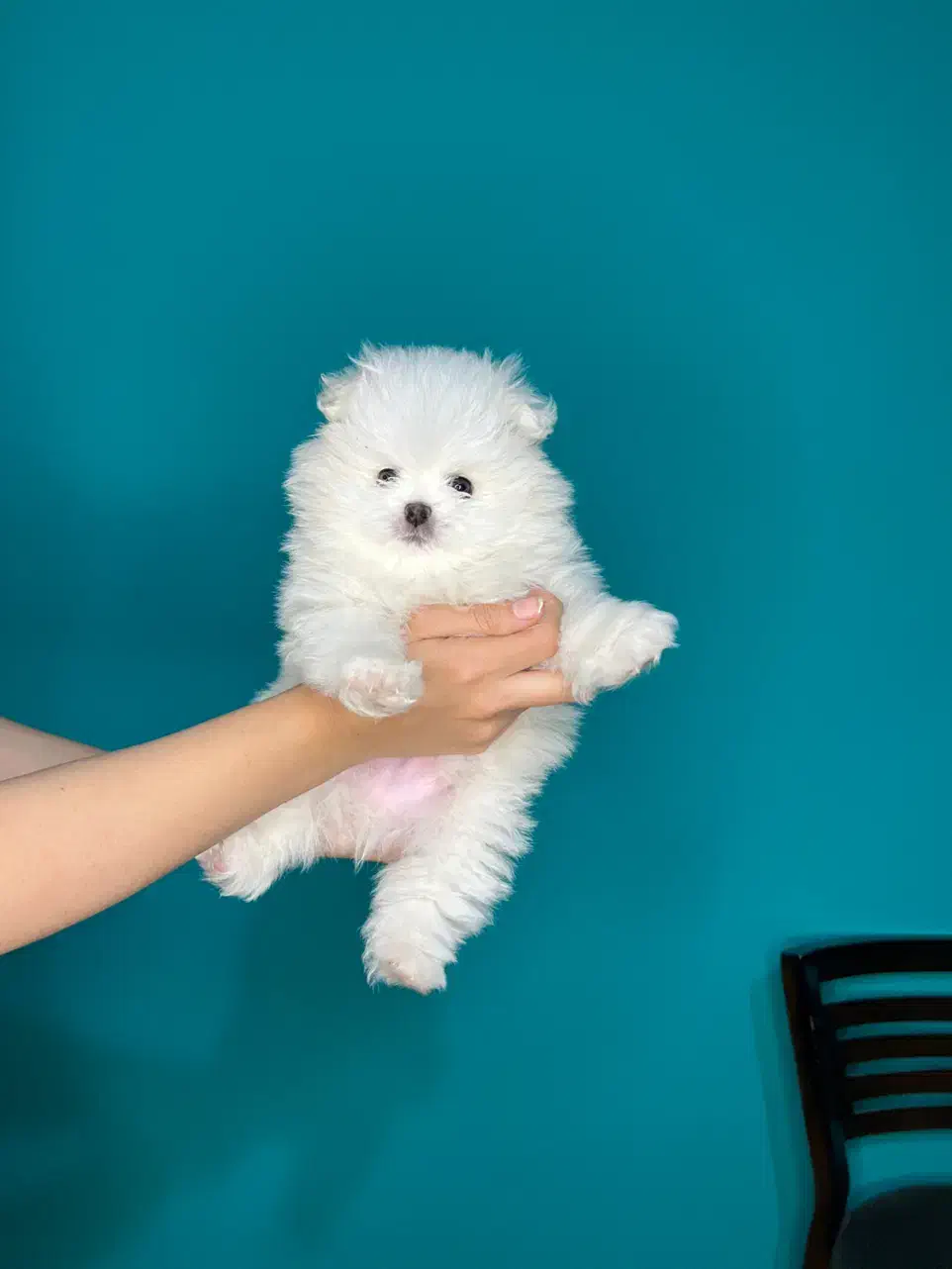 توله پامر خرسی|سگ|مشهد, وکیل‌آباد|دیوار