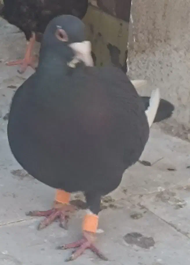 کبوتر|حیوانات|کرمان, |دیوار