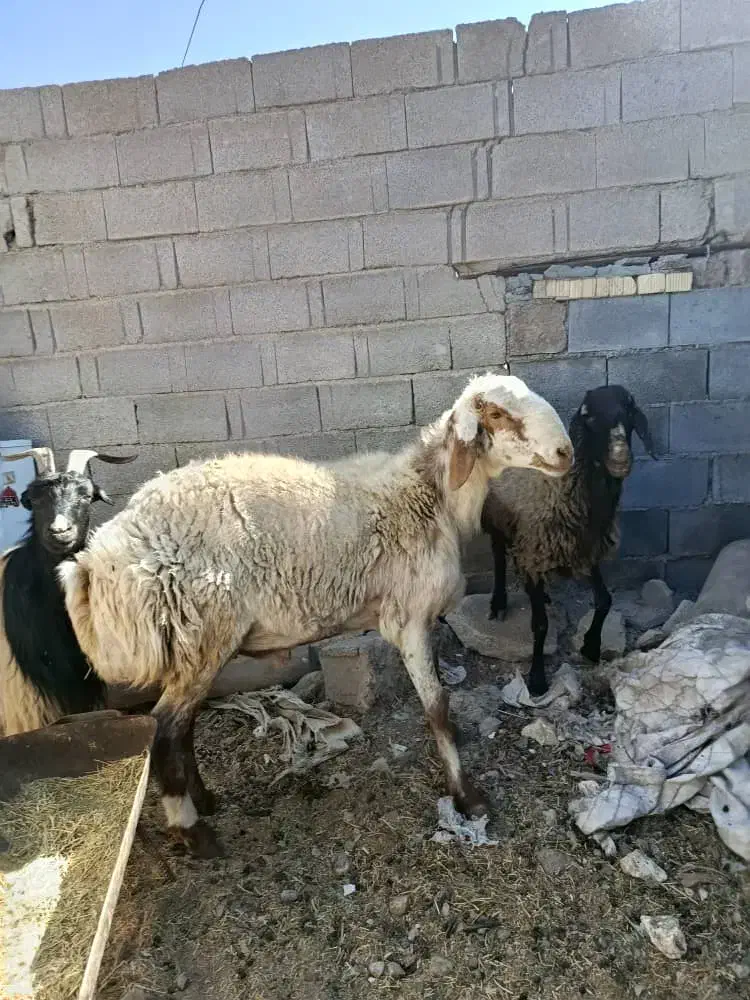 کاوه غوچ|حیوانات مزرعه|سورنا, |دیوار