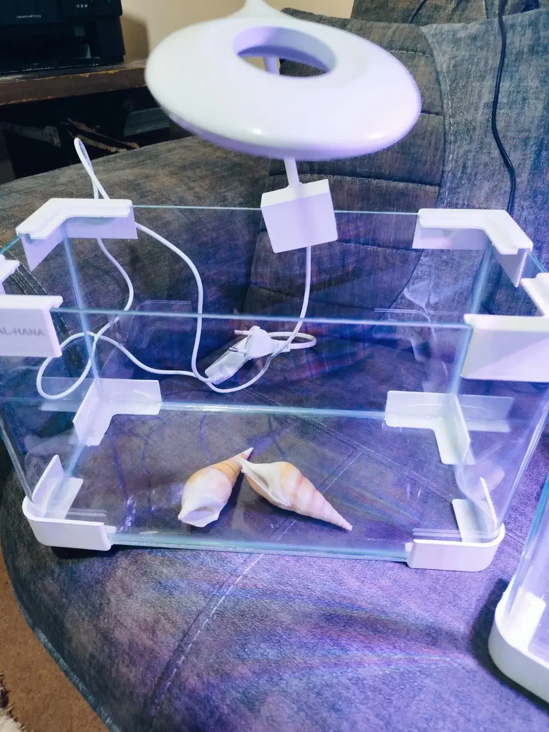 خاک پلنت و غذا ماهی|ماهی|زابل, |دیوار