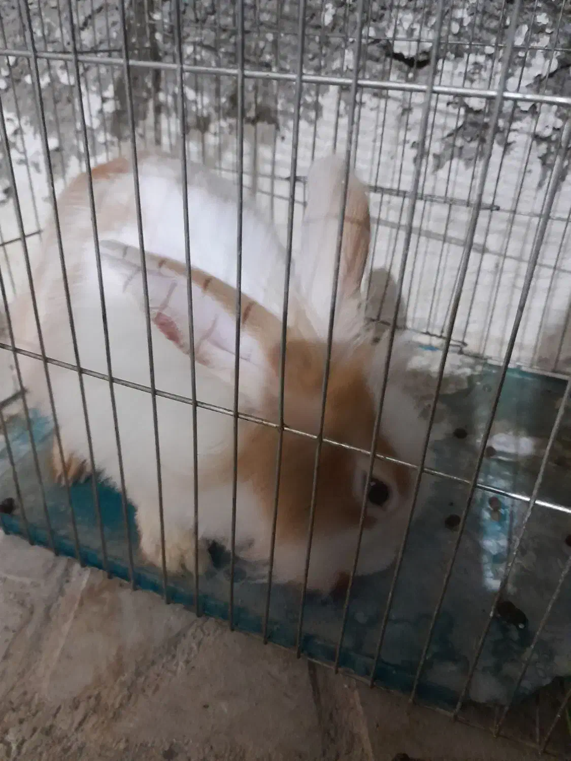 فروش یه عدد خرگوش نر|موش و خرگوش|حسن آباد, |دیوار