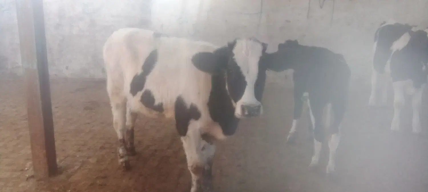 4عدد گوساله 3جوانه 1تلیسه|حیوانات مزرعه|تربت جام, میان جام|دیوار