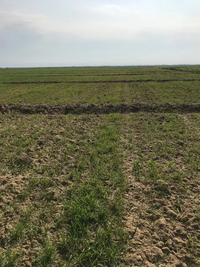 زمین کشاورزی|فروش دفتر صنعتی، کشاورزی، تجاری|هندیجان, |دیوار