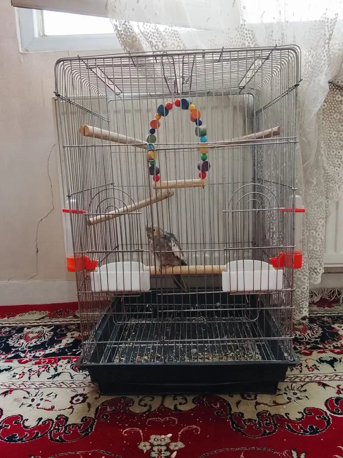 عروس هلندی و قفس بزرگ|پرنده|نسیمشهر, |دیوار