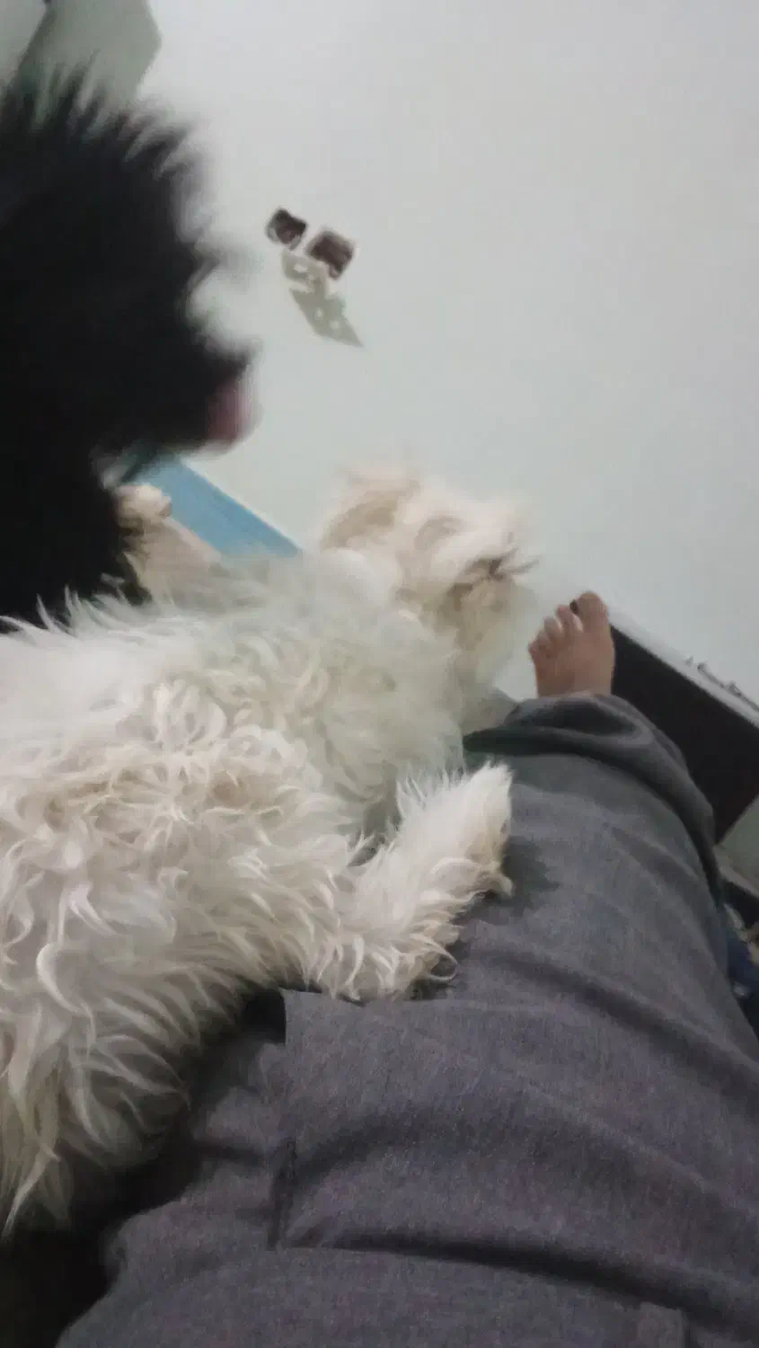 سگ سیاه  و سفید اشپیتز|سگ|شهرضا, |دیوار