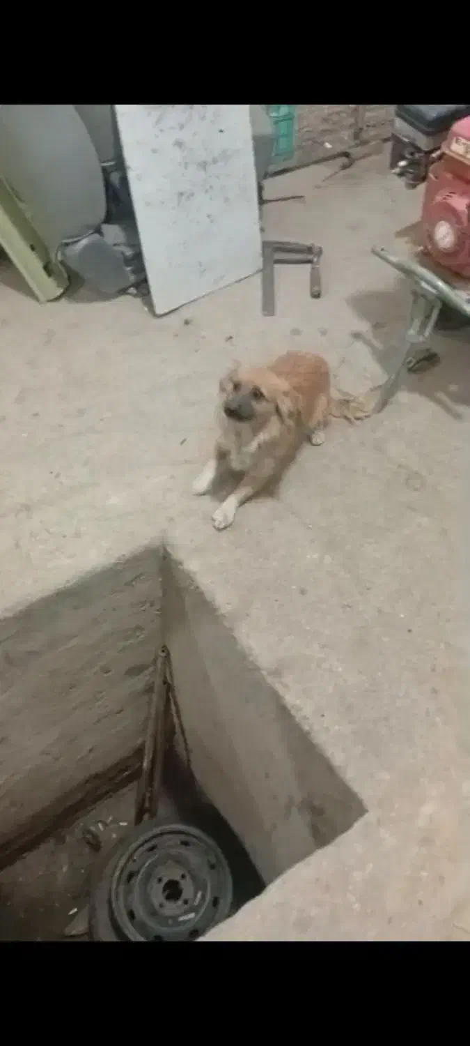 سگ خانگی|سگ|دامغان, |دیوار