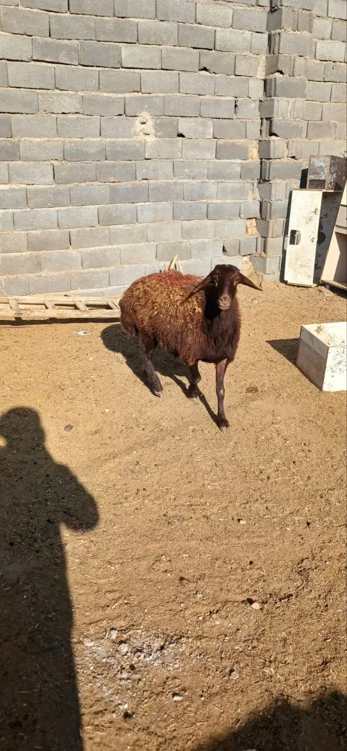 یک راس کاور افشاری|حیوانات مزرعه|تربت جام, کاریز نو سفلی|دیوار