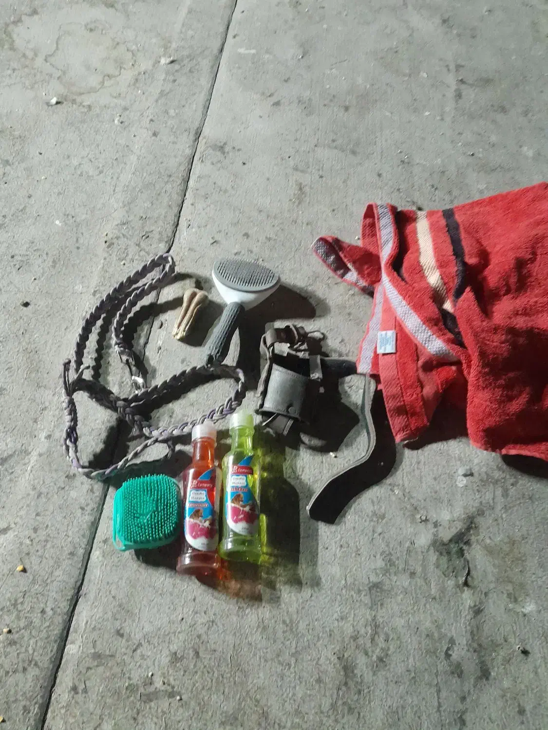 سگ پاکوتا|سگ|یزد, |دیوار