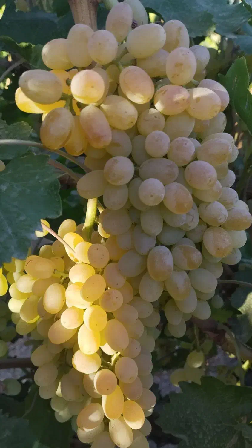 گیاه مو و موندراپ و مویز و سایر....|گل و گیاه طبیعی|تهران, آزادشهر|دیوار