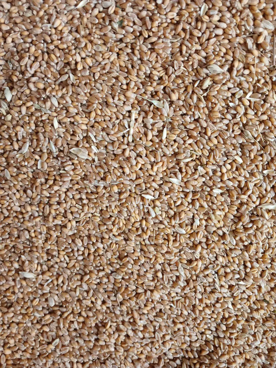 گندم قرمز اکلید درشت|خوردنی و آشامیدنی|ویلکیج, |دیوار