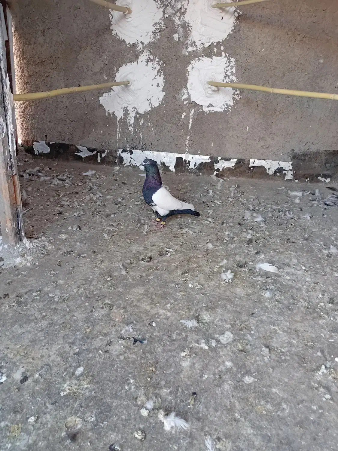 دو پرنده پرشتی|پرنده|خرمآباد, |دیوار