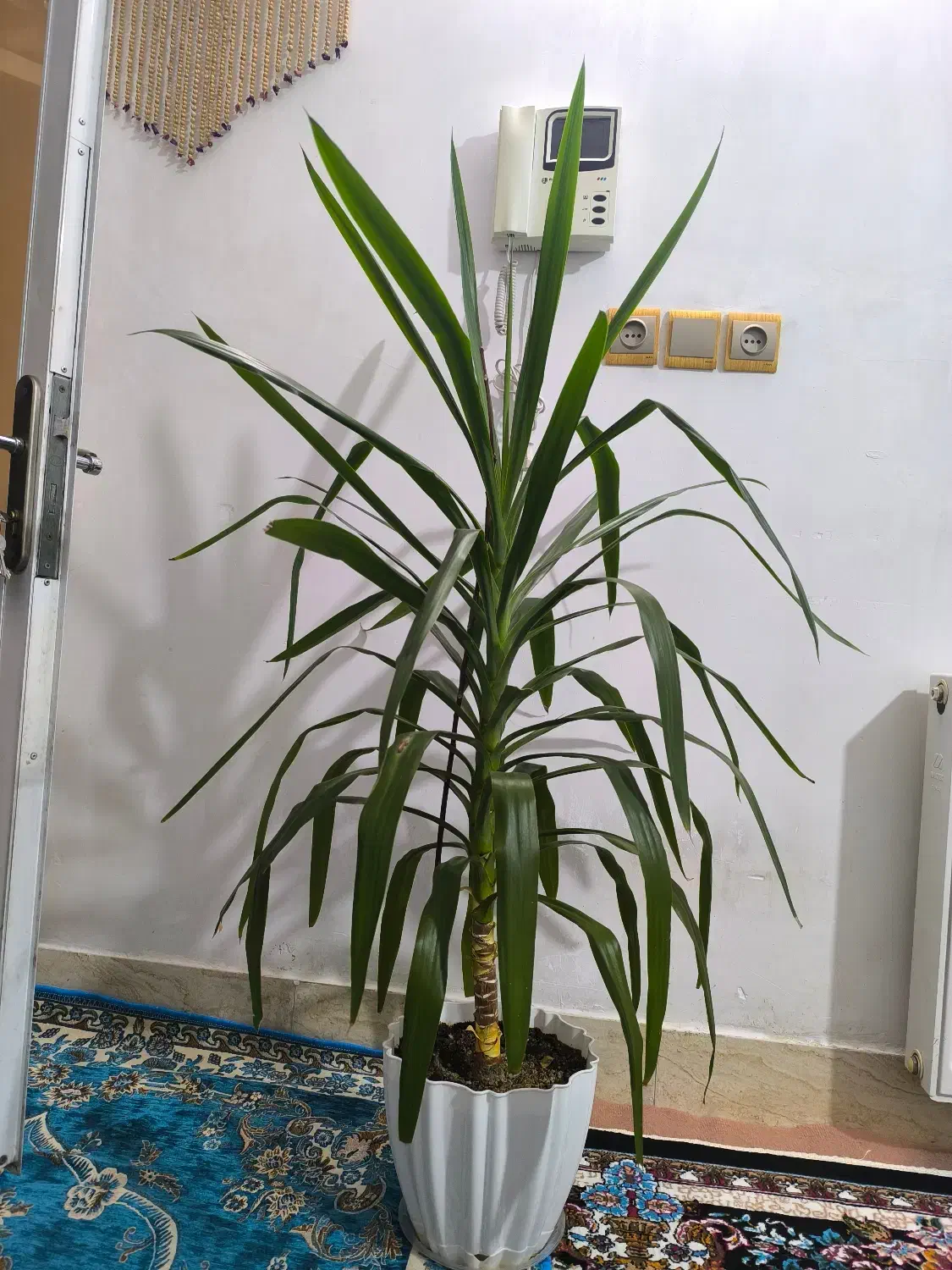 گل طبیعی|گل و گیاه طبیعی|فولادشهر, B2|دیوار