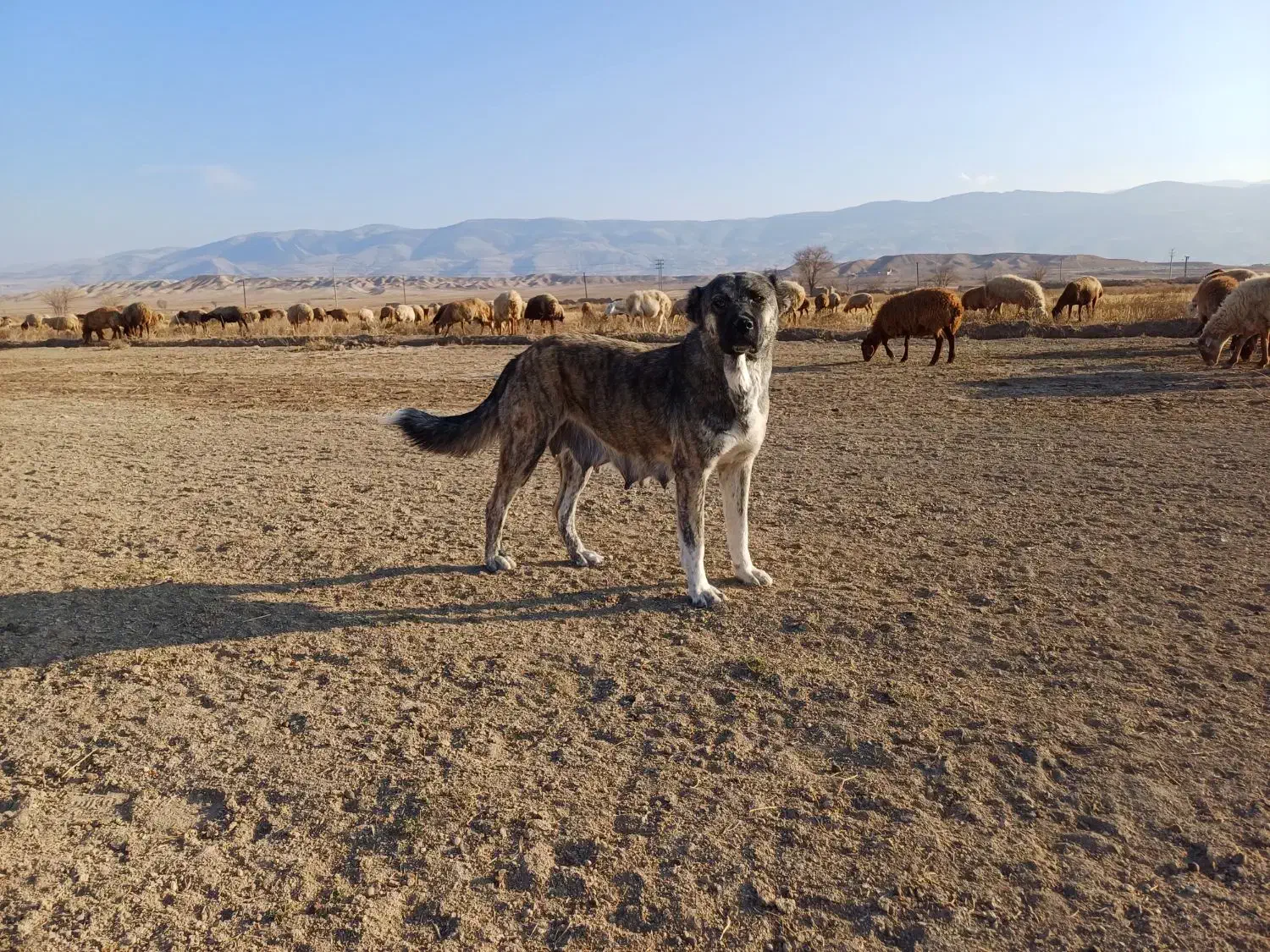 سگ ماده|سگ|آشخانه, |دیوار