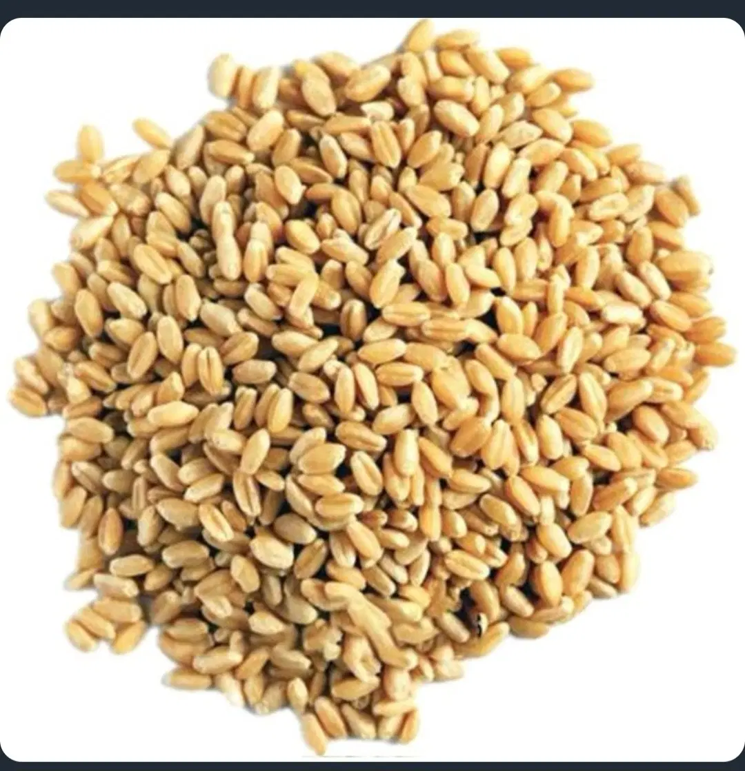 گندم|خدمات باغبانی و درختکاری|صائین قلعه, |دیوار