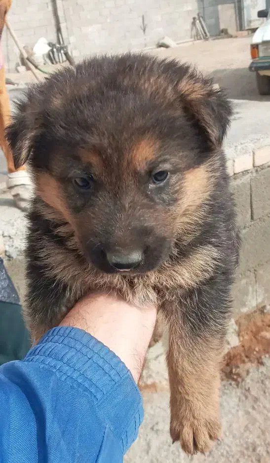 سگ ژرمن|سگ|کرمانشاه, |دیوار