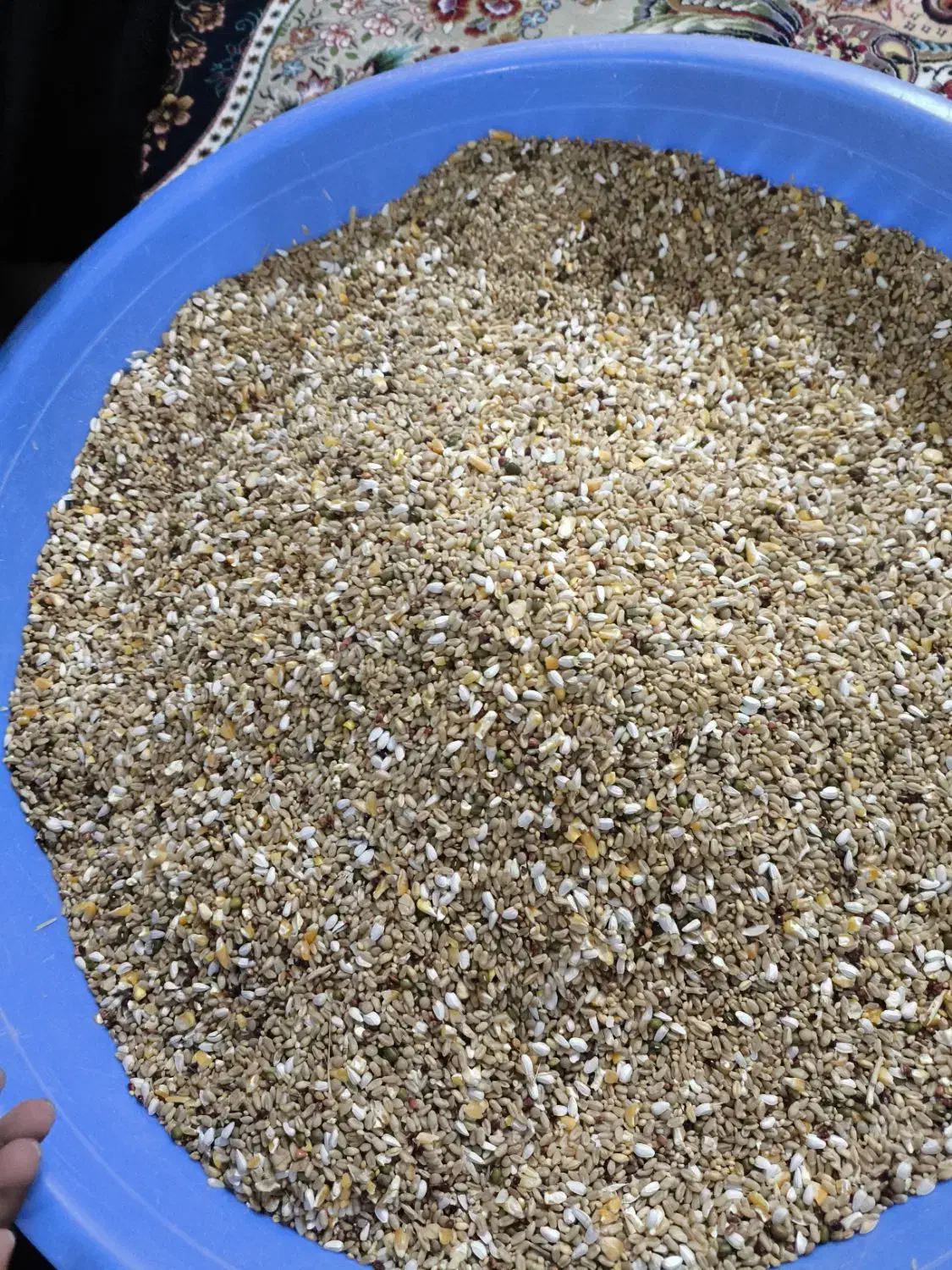 کفتر هفت تخم کفتر|لوازم جانبی حیوانات|شهر بابک, |دیوار