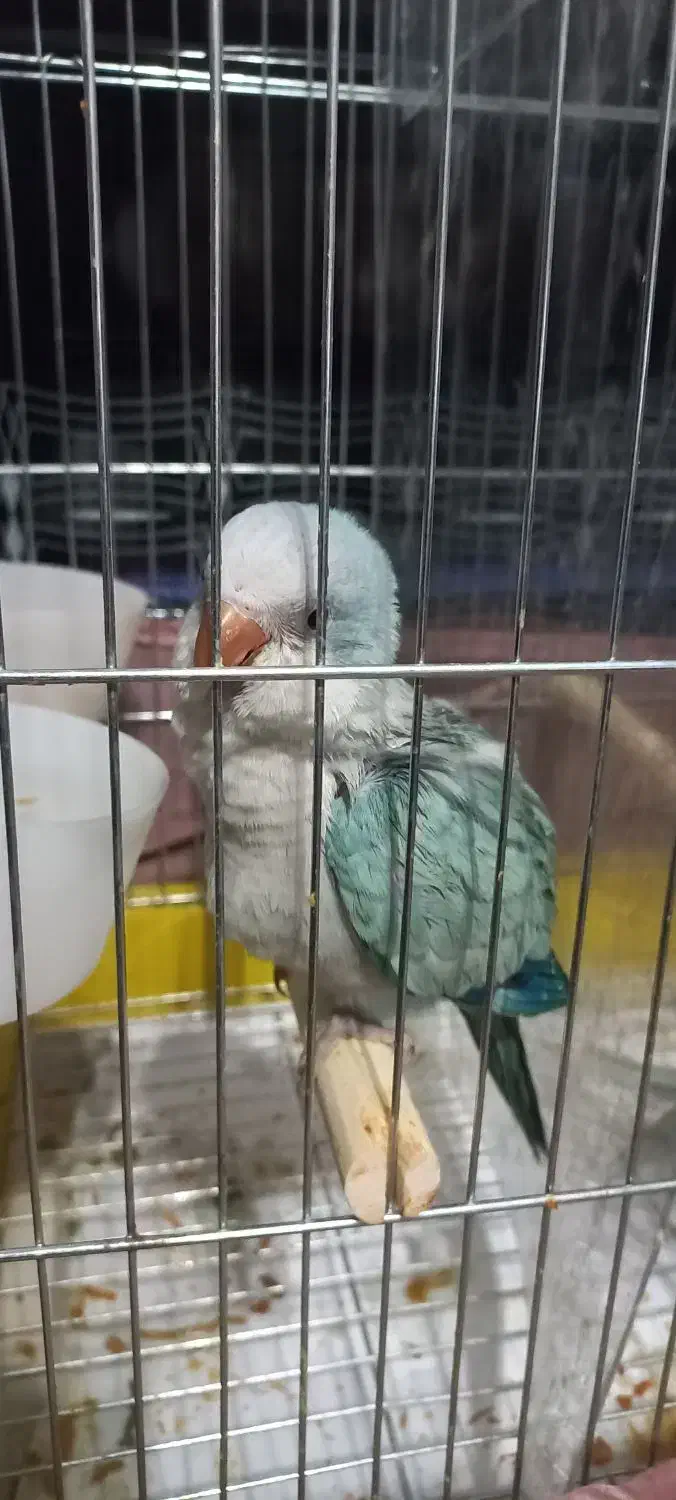 طوطی راهب|پرنده|تهران, خواجه نظام الملک|دیوار