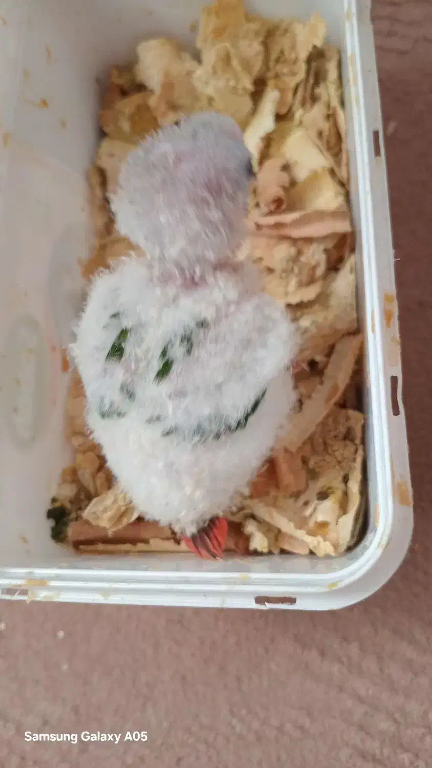 عروسک|اسباببازی بچه|میبد, |دیوار