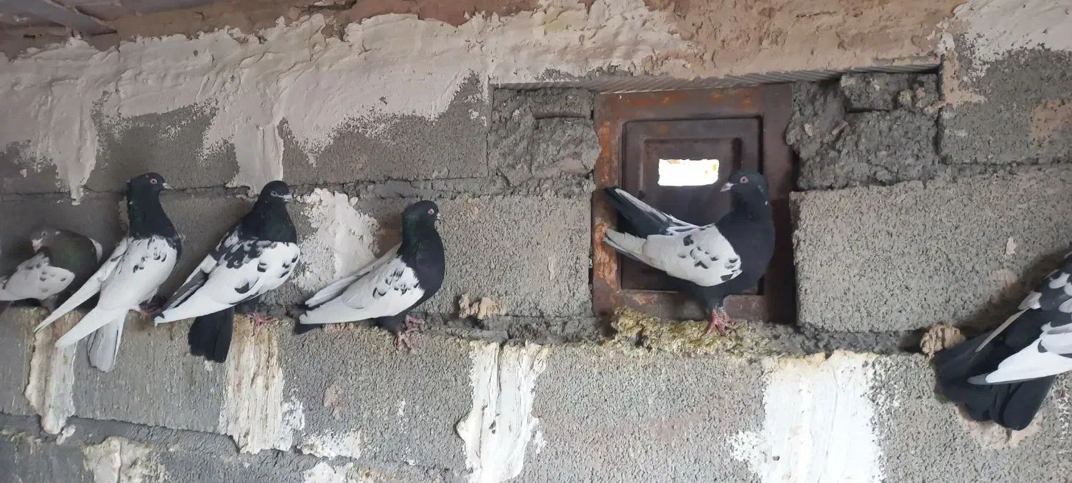 کبوتر سینه سیاه|پرنده|کرمان, |دیوار