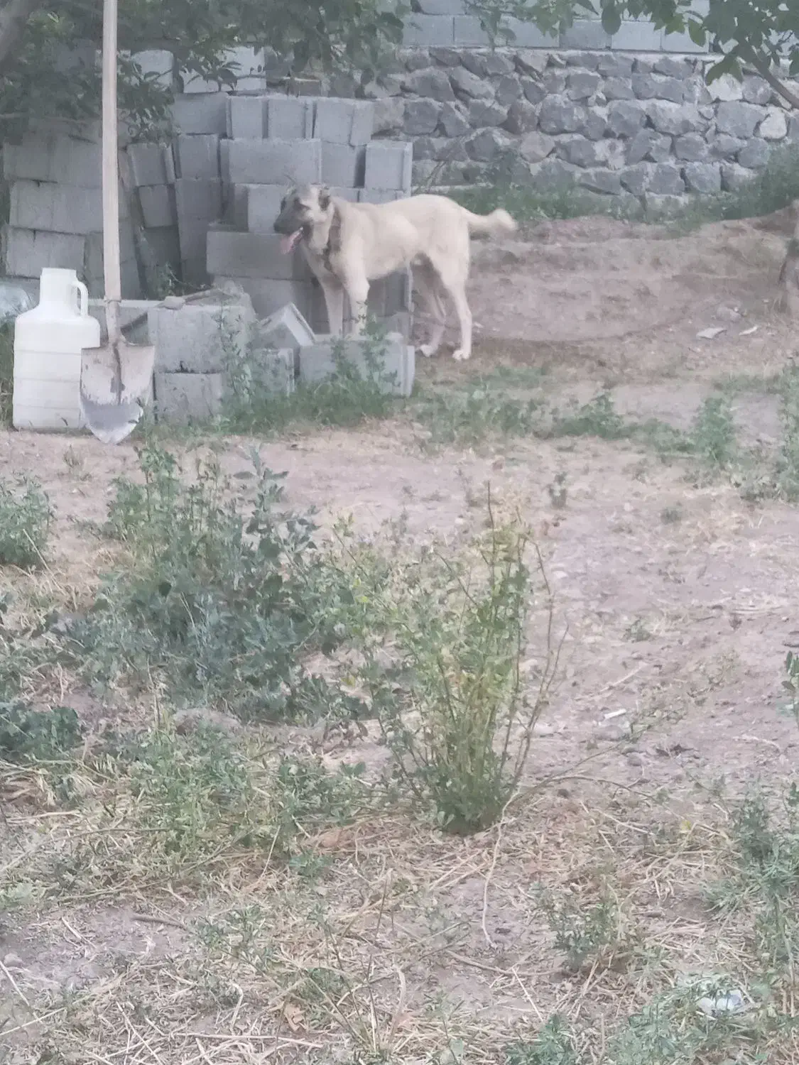 سگ سرابی یک ساله|سگ|بستان آباد, |دیوار