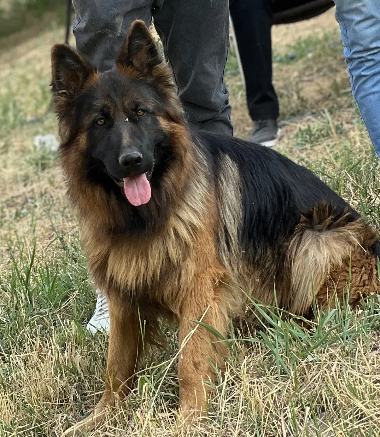 سگ گمشده ژرمن|حیوانات|سنندج, |دیوار