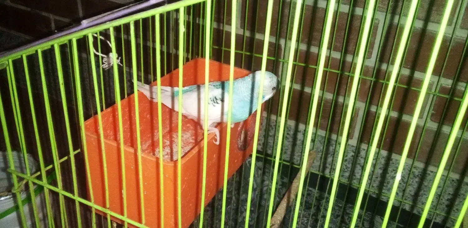 چندعدد پرنده به فروش میرسد|پرنده|لاران, |دیوار