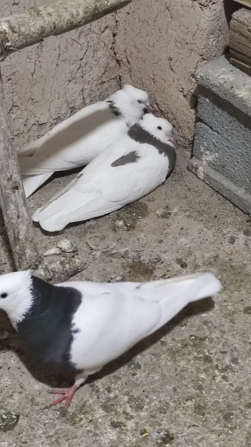 طوقی|پرنده|دهگلان, |دیوار