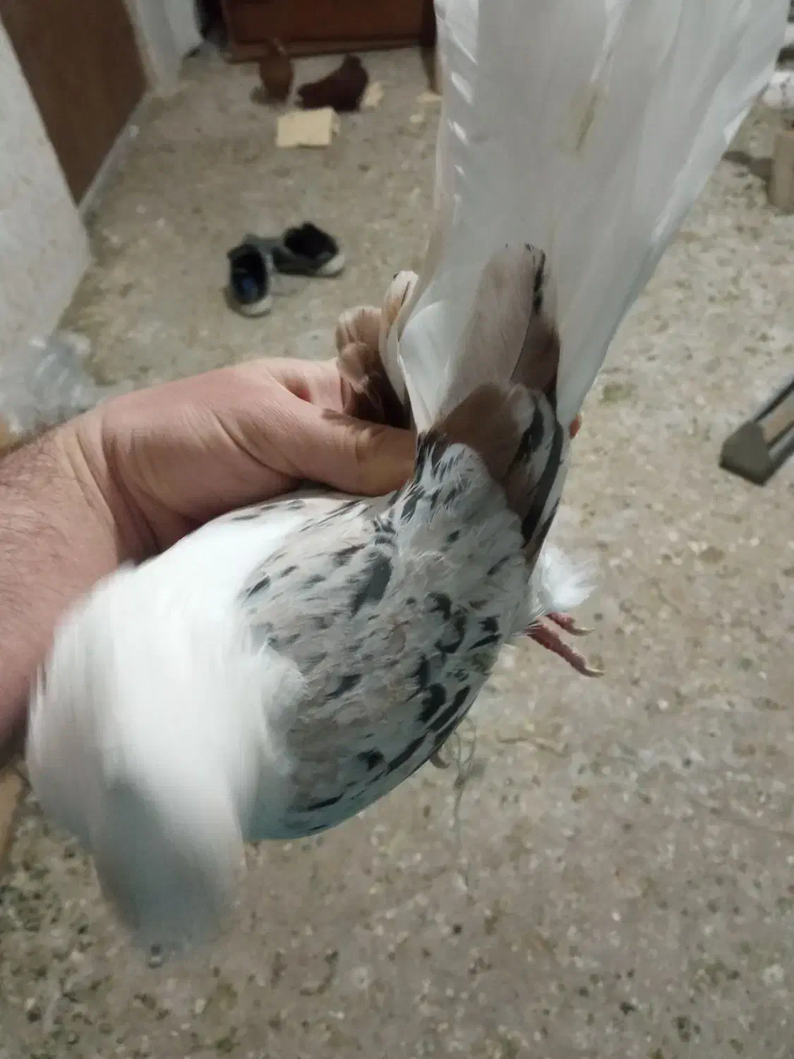 ۳تا نر|پرنده|خرمآباد, |دیوار